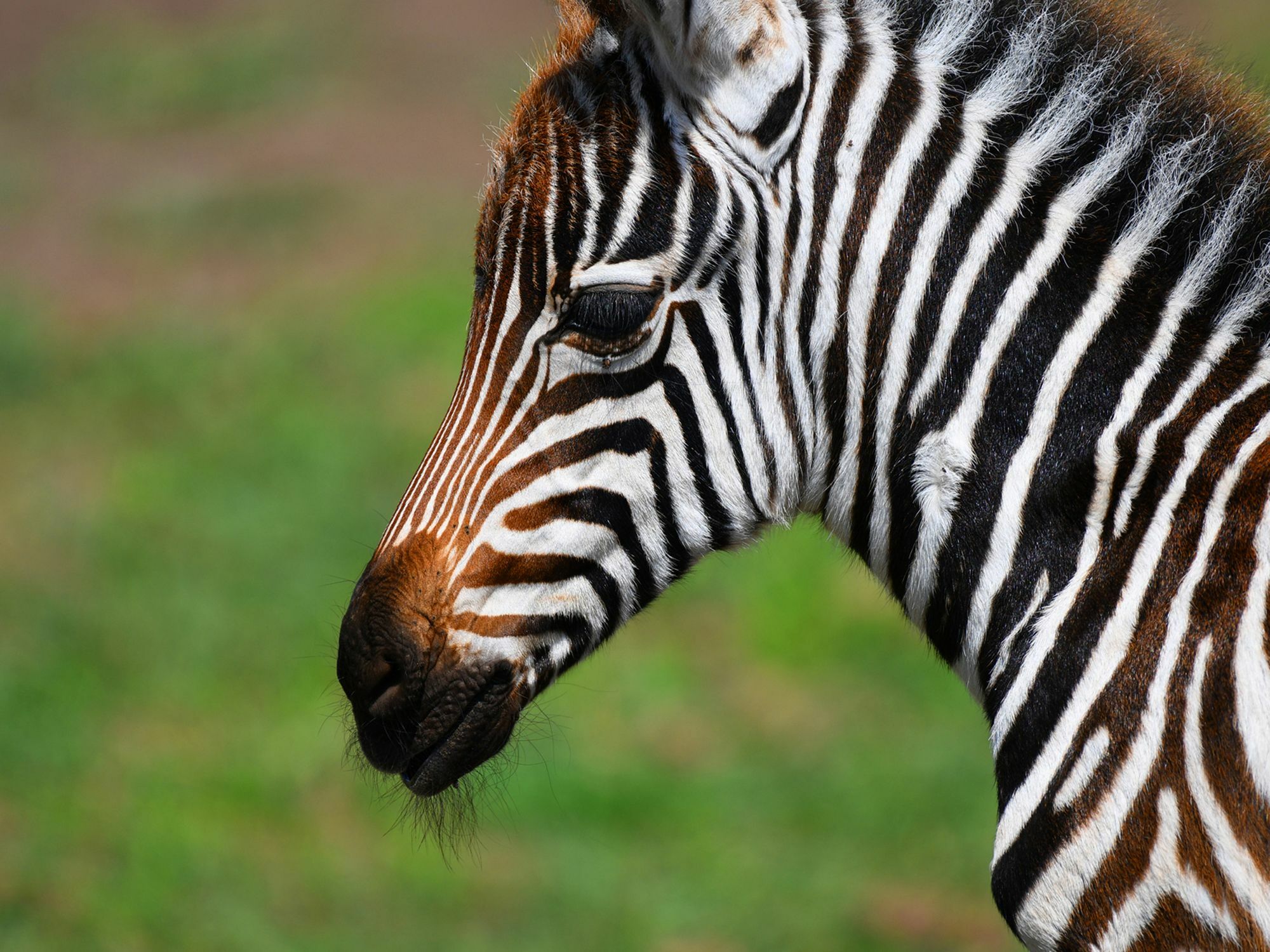 Serengeti Safari Lodge Eksteriør billede